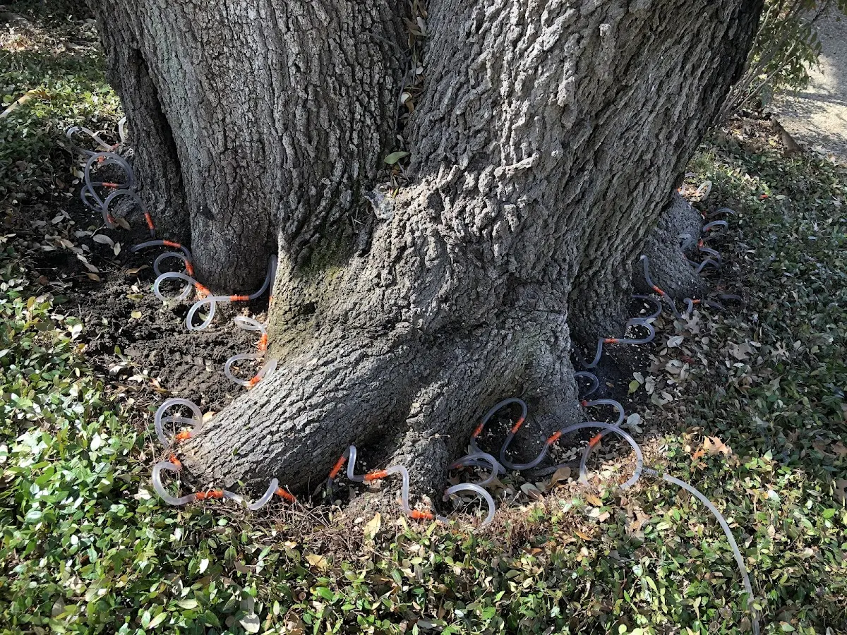 Detailed Tree Cabling and Bracing job site in Belfry